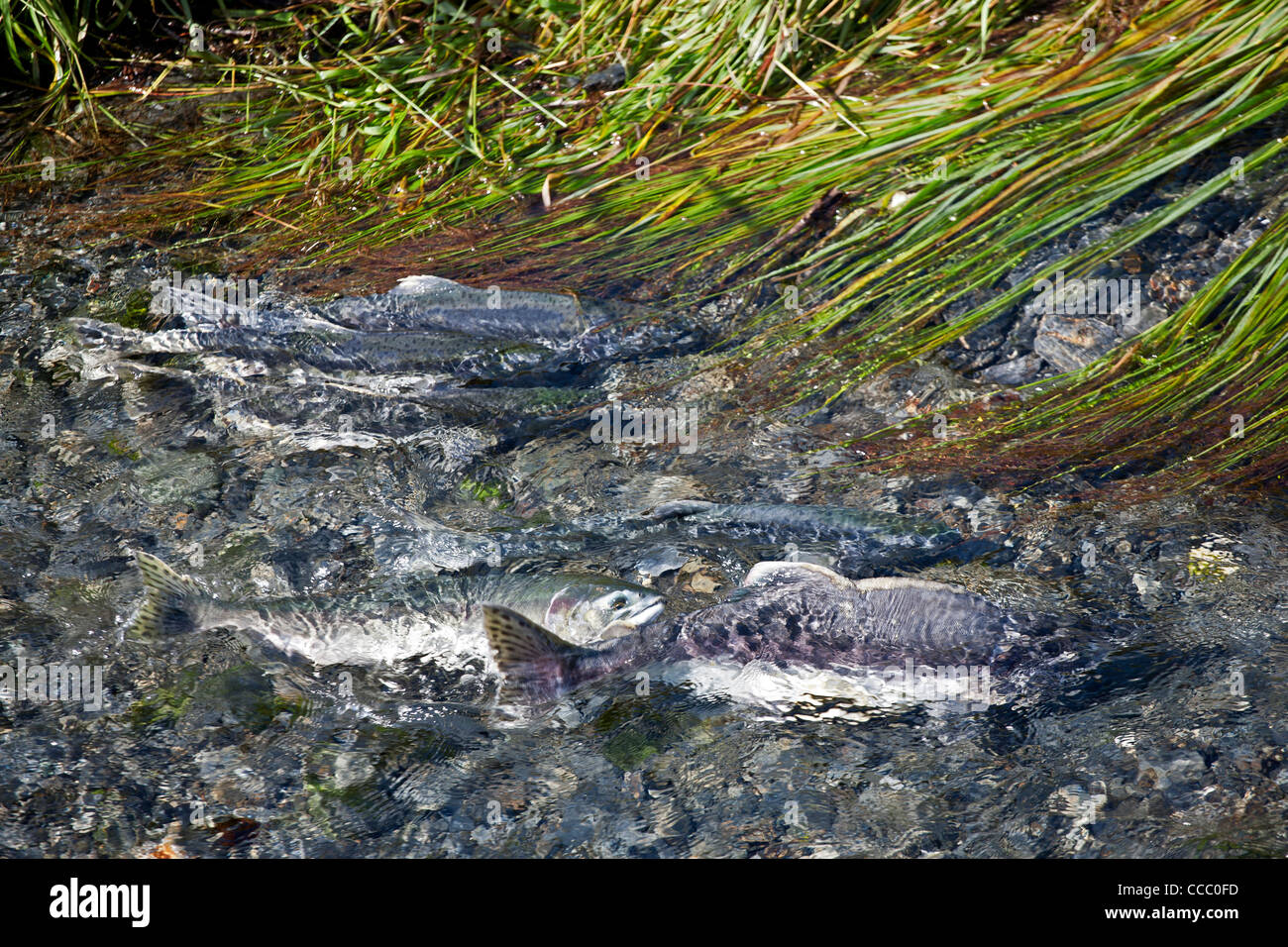 Lachse laichen. Crooked Creek. Valdez. Alaska. USA Stockfoto