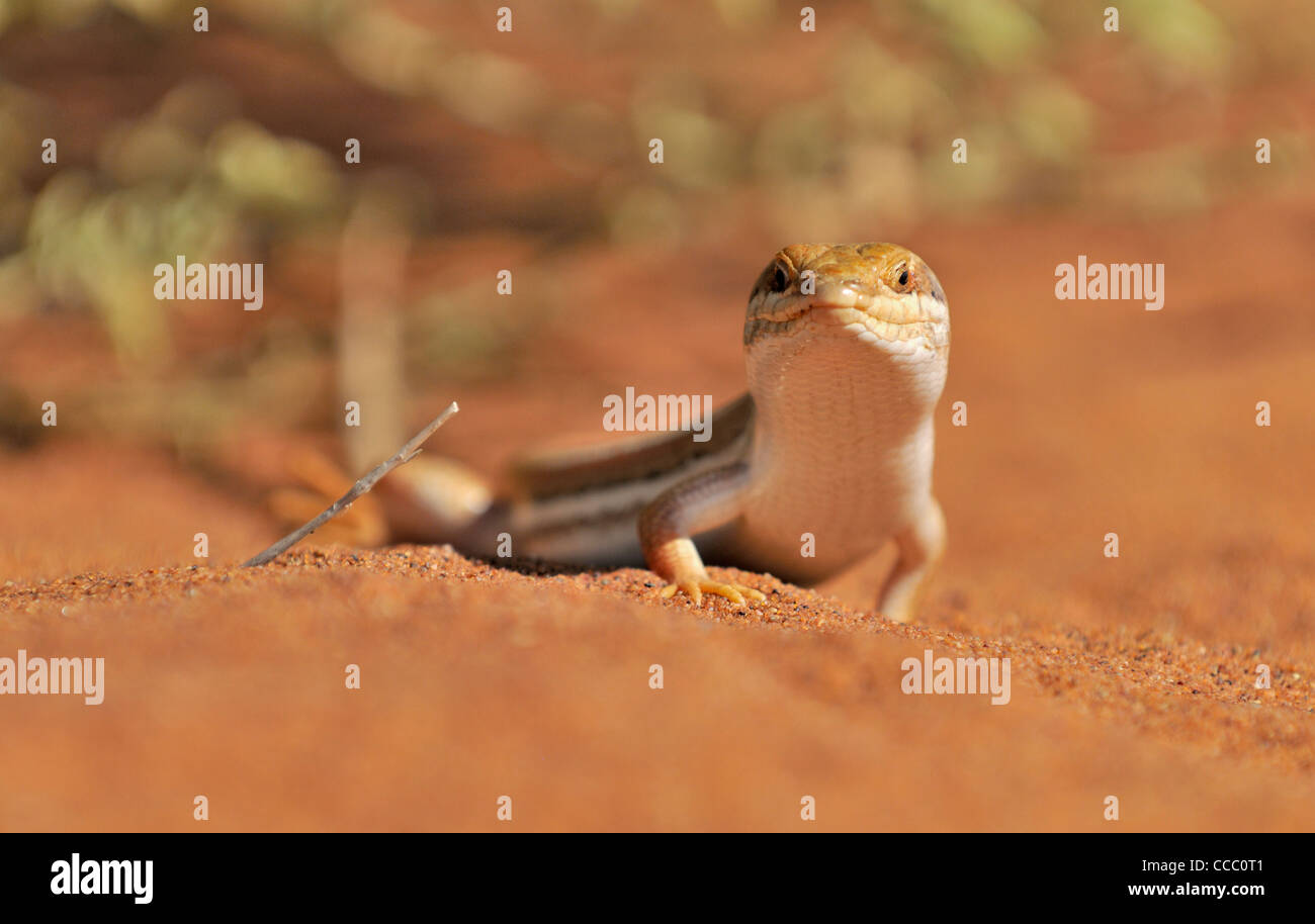 Wüste Zauneidechse Nahaufnahme, Sossusvlei, Namibia Stockfoto