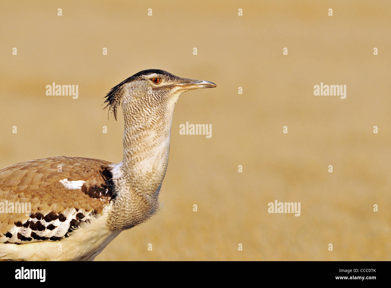 Nahaufnahme von Kori Bustard (Ardeotis Kori), Etosha Nationalpark, Namibia Stockfoto