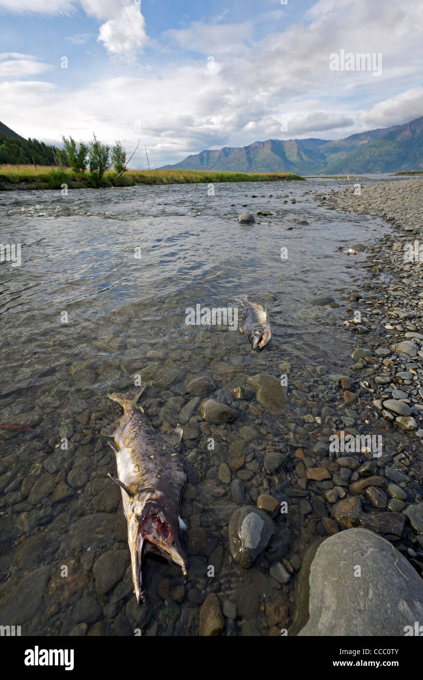 Tod-Lachse. Yukon River. Alaska. USA Stockfoto