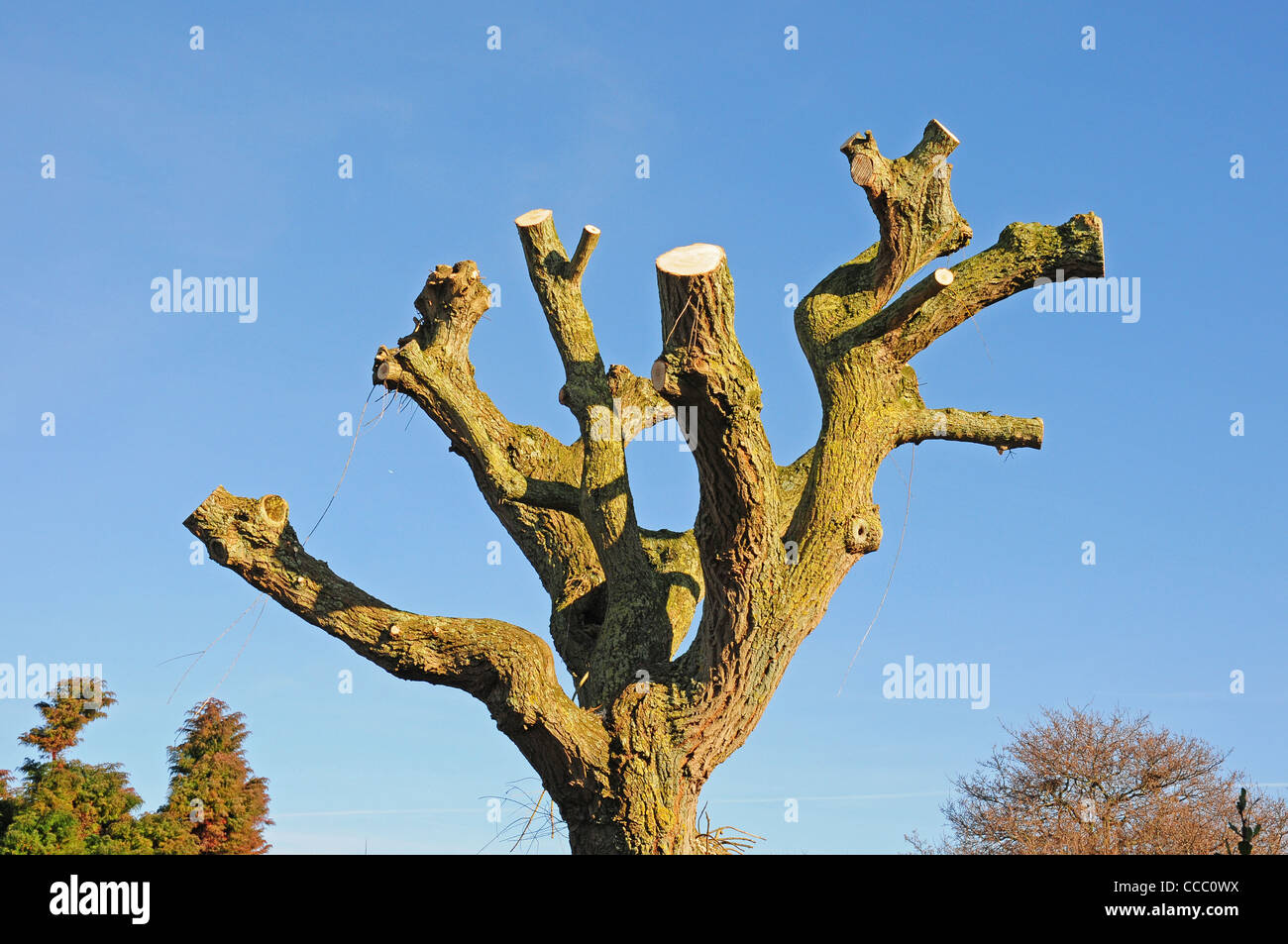 Neu verfing Weeping Willow Tree. Januar Stockfotografie - Alamy