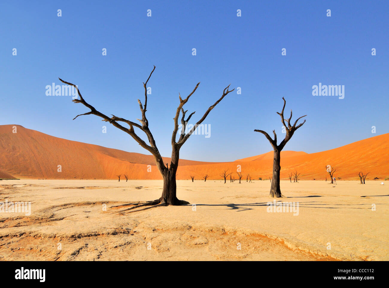 Tote Acacia Erioloba Bäume im Deadvlei / Dead Vlei, ein weißer Ton Pfanne in der Namib-Naukluft-Nationalpark, Namibia Stockfoto