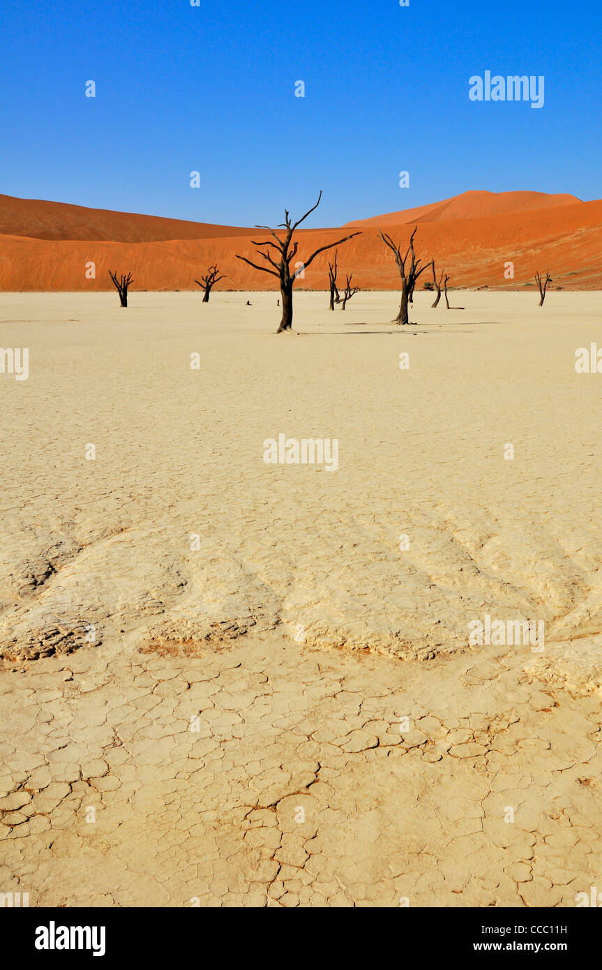 Tote Acacia Erioloba Bäume im Deadvlei / Dead Vlei, ein weißer Ton Pfanne in der Namib-Naukluft-Nationalpark, Namibia Stockfoto