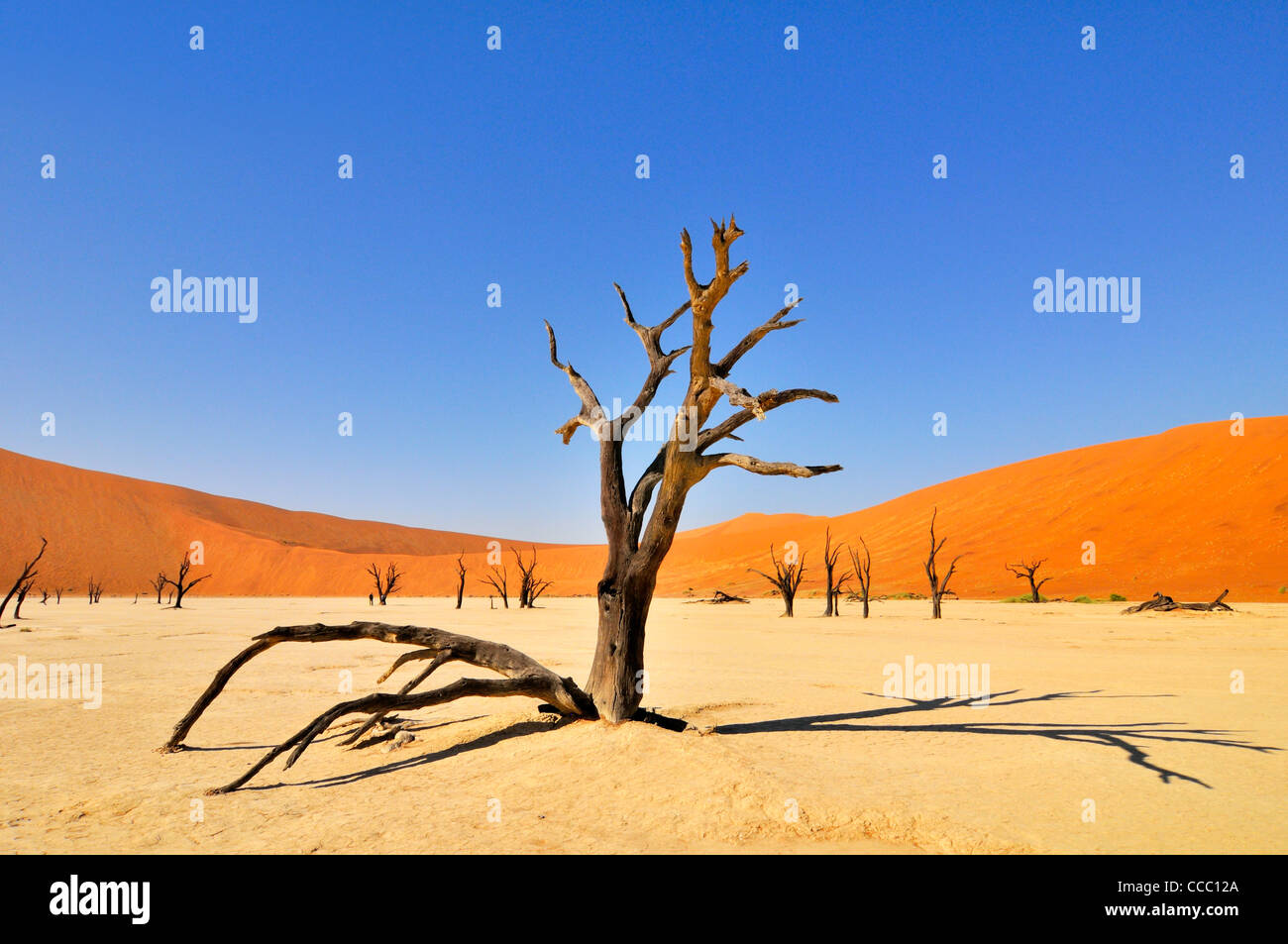 Tote Acacia Erioloba Bäume im Deadvlei / Dead Vlei, ein weißer Ton Pfanne in der Namib-Naukluft-Nationalpark, Namibia Stockfoto