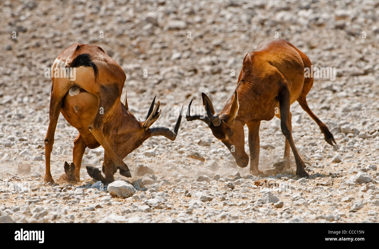 Zwei männliche rote Kuhantilope (Alcelaphus Caama) kämpfen um die Vorherrschaft, Etosha Nationalpark, Namibia Stockfoto