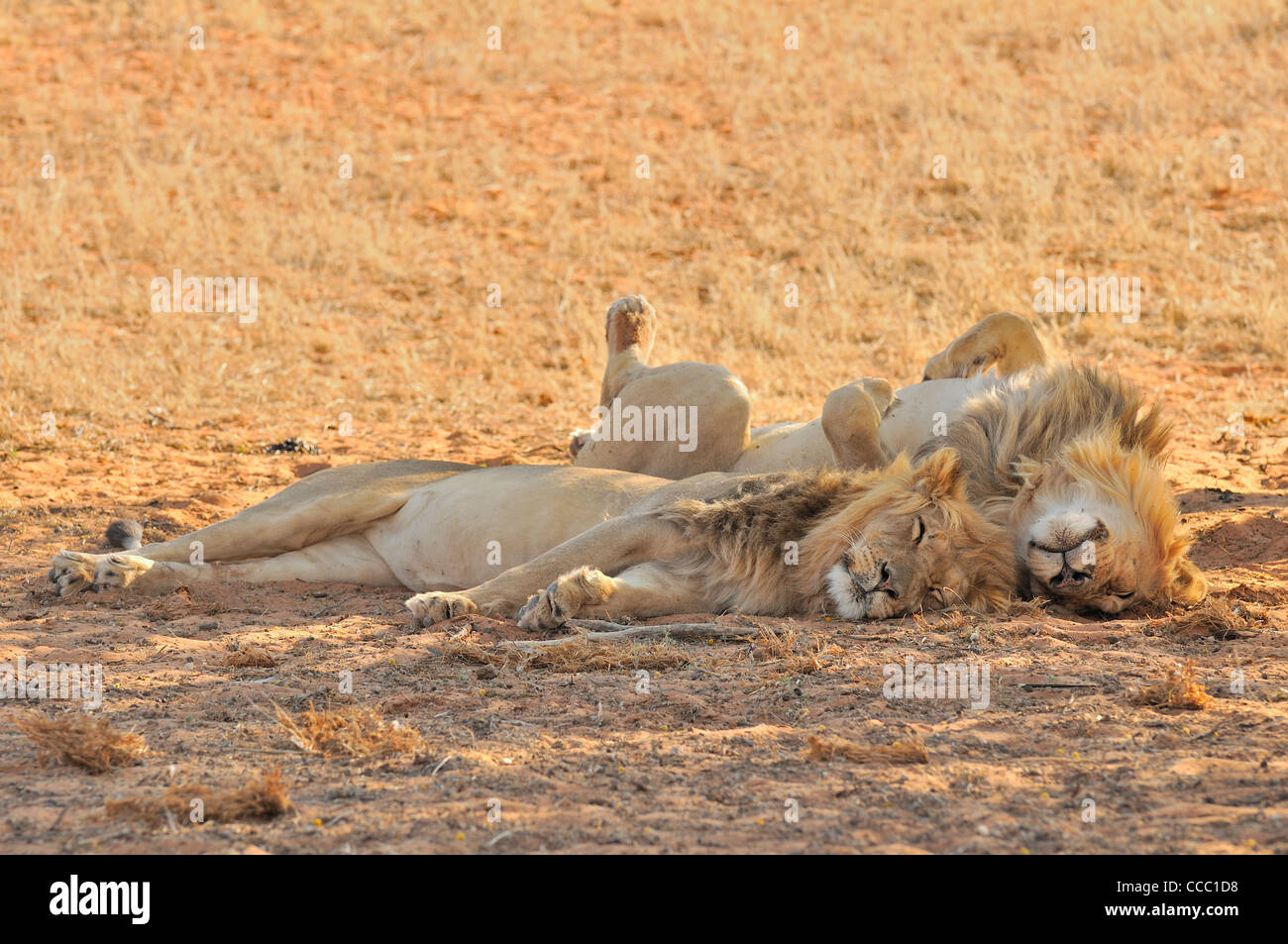 Zwei männliche afrikanischen Löwen (Panthera Leo) schlafend in der Wüste Kalahari, Kgalagadi Transfrontier Park, Südafrika Stockfoto