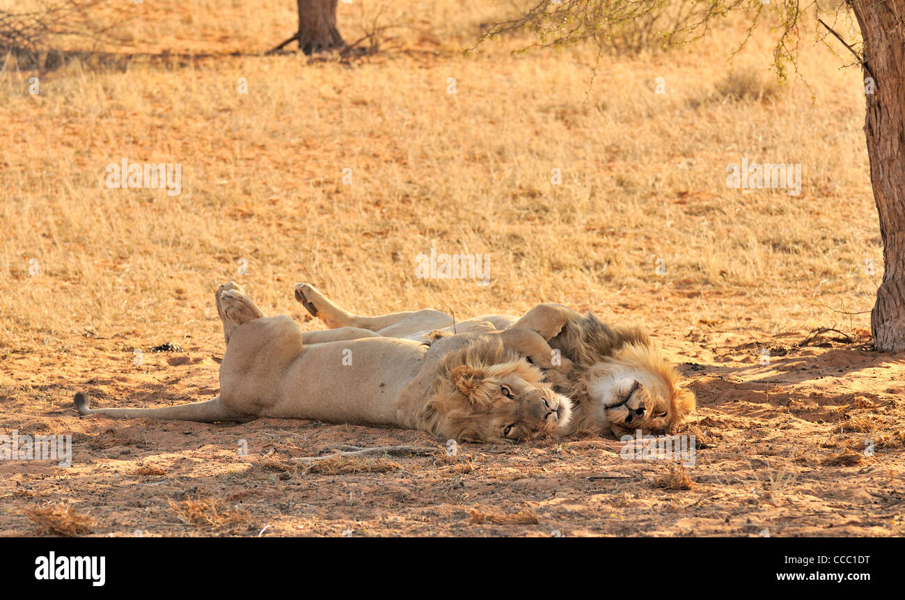 Zwei männliche afrikanischen Löwen (Panthera Leo) schlafend in der Wüste Kalahari, Kgalagadi Transfrontier Park, Südafrika Stockfoto