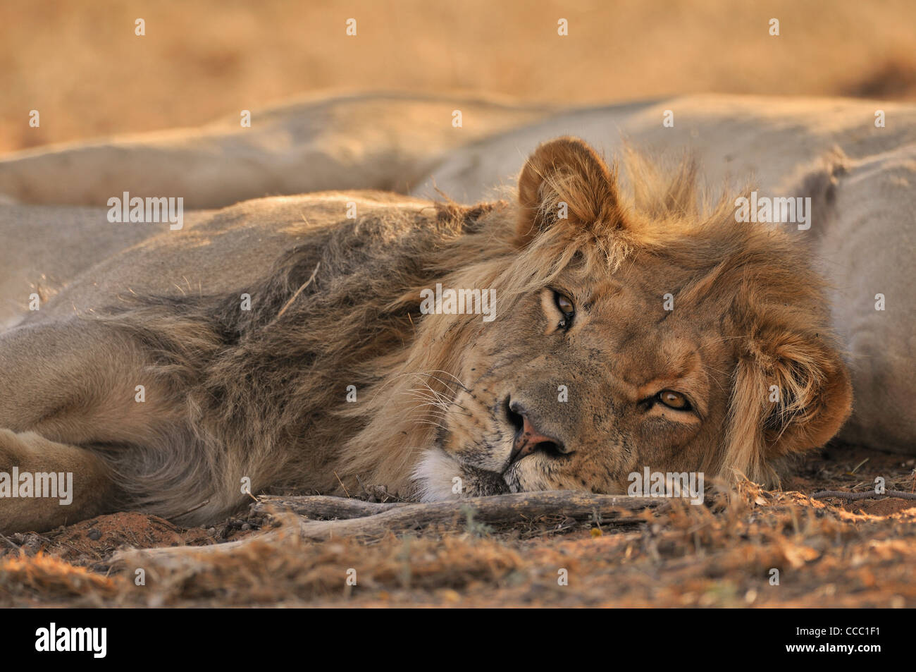 Zwei männliche afrikanischen Löwen (Panthera Leo) schlafend in der Wüste Kalahari, Kgalagadi Transfrontier Park, Südafrika Stockfoto