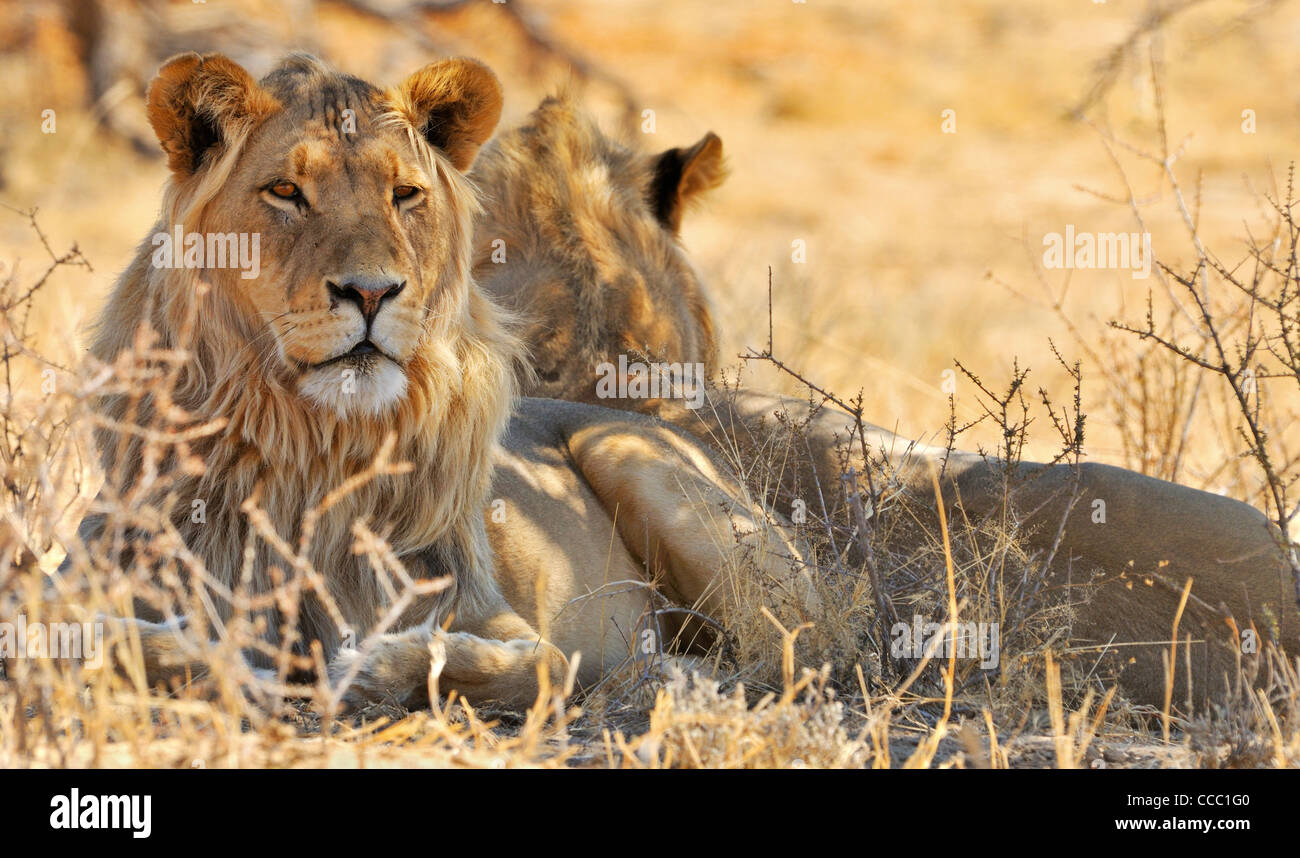 Zwei männliche afrikanischen Löwen (Panthera Leo) ruht in der Wüste Kalahari, Kgalagadi Transfrontier Park, Südafrika Stockfoto