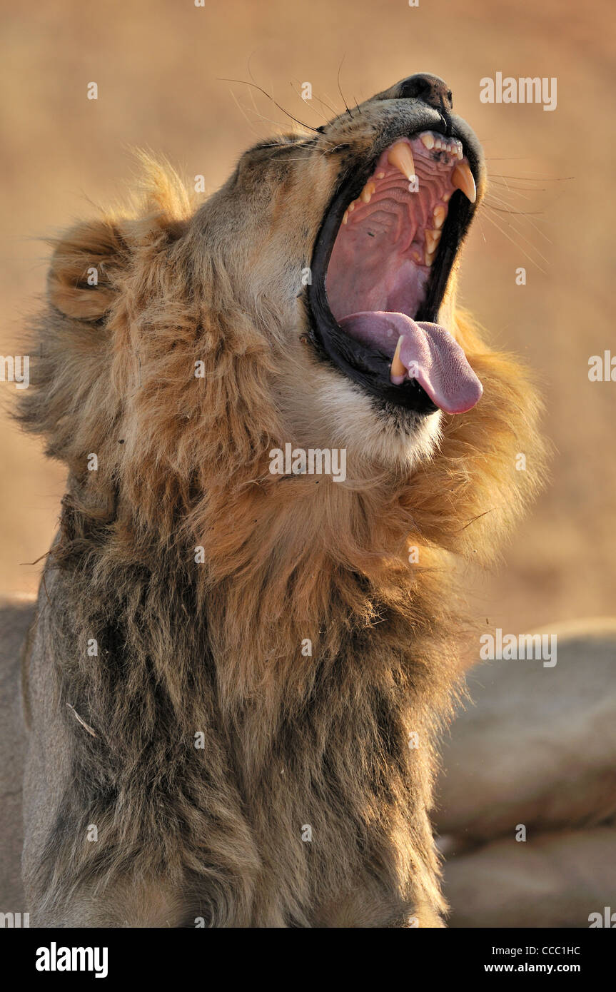 Männlichen afrikanischen Löwen (Panthera Leo) Gähnen in der Wüste Kalahari, Kgalagadi Transfrontier Park, Südafrika Stockfoto
