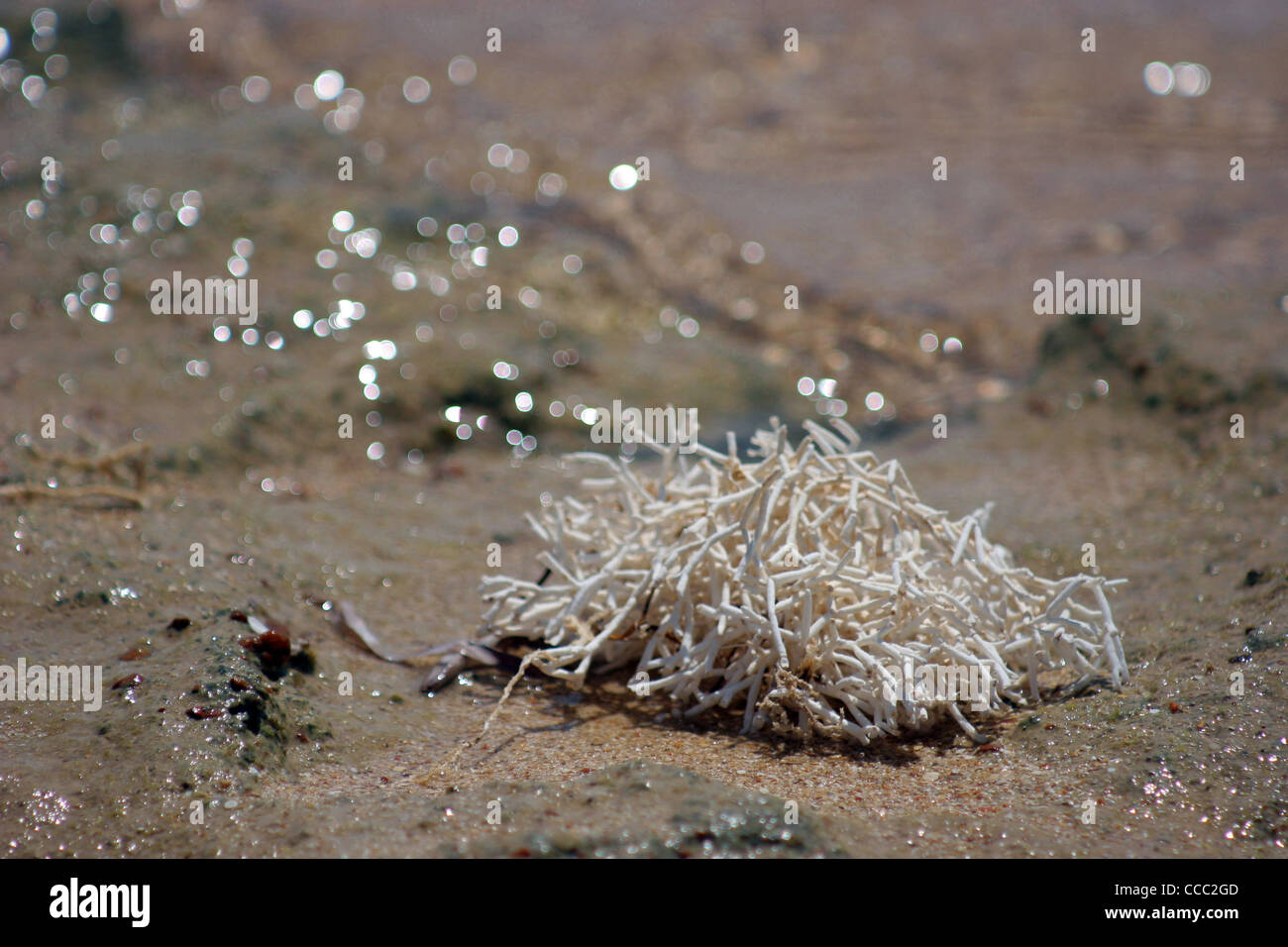 Korallen am Strand, Dahab, Ägypten, Nordafrika, Afrika Stockfoto