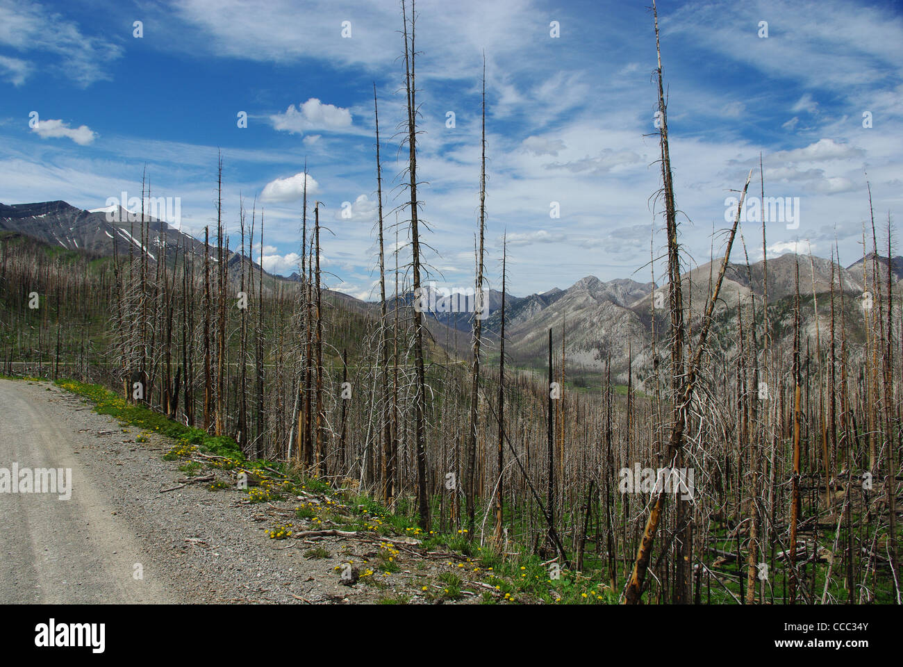 Rocky Mountain Wilderness, Montana Stockfoto