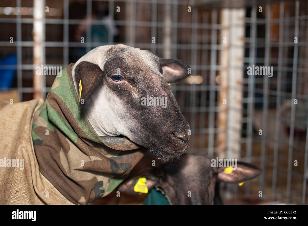 Tiere im Winter - Ziege trägt einen Mantel für den Schutz gegen niedrige Temperaturen Stockfoto
