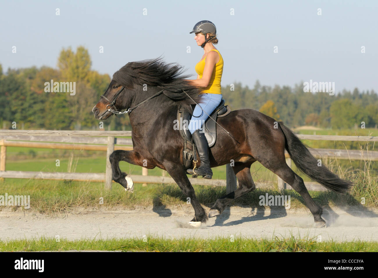 Junge Reiter auf der Rückseite ein Islandpferd Reiten fliegenden Tempo Stockfoto