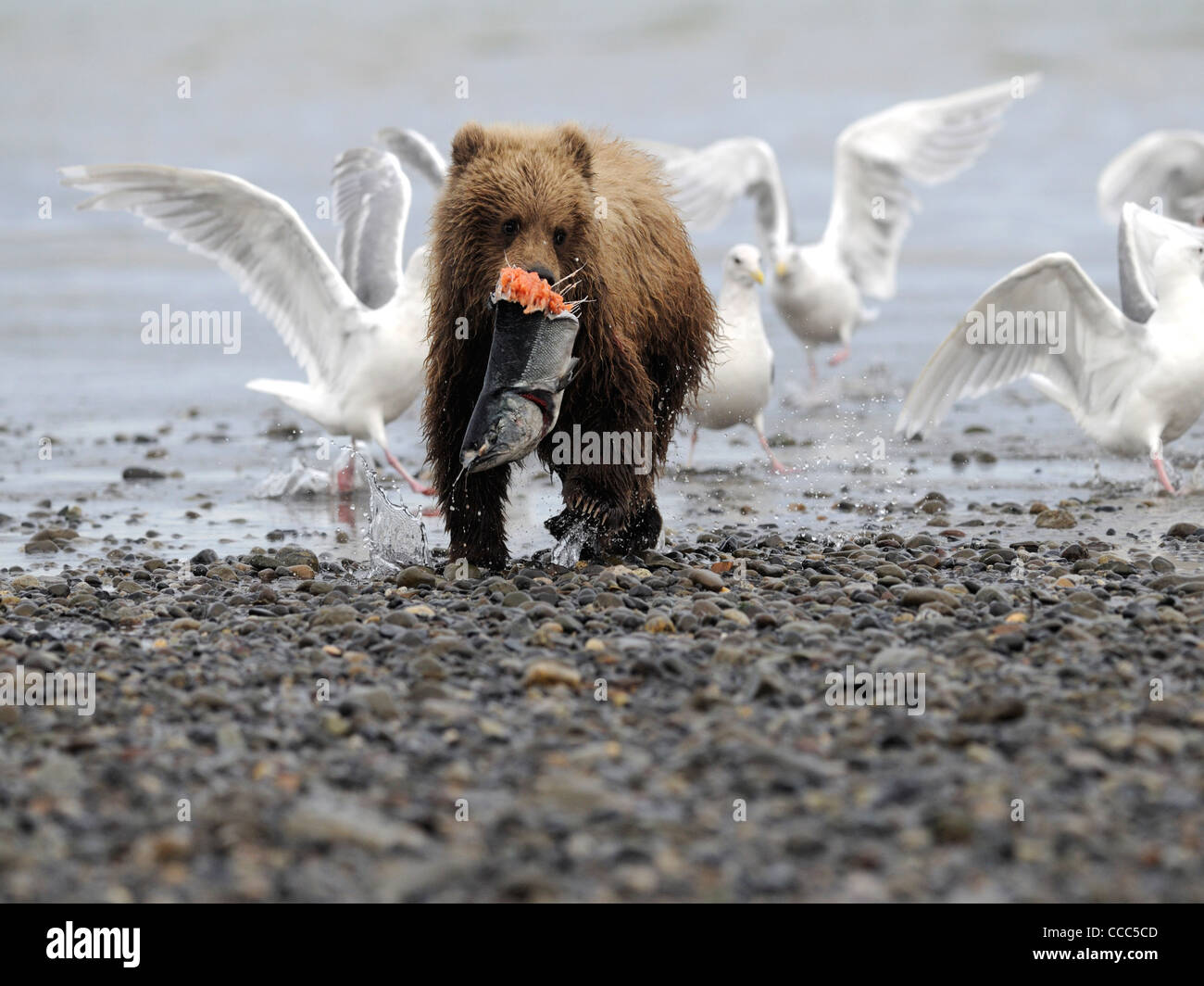 Braunbär (Ursus Arctos) Cub Versuche, die Aufmerksamkeit der Möwen zu vermeiden, da es sich mit seinen Teil macht gegessen Lachs Stockfoto