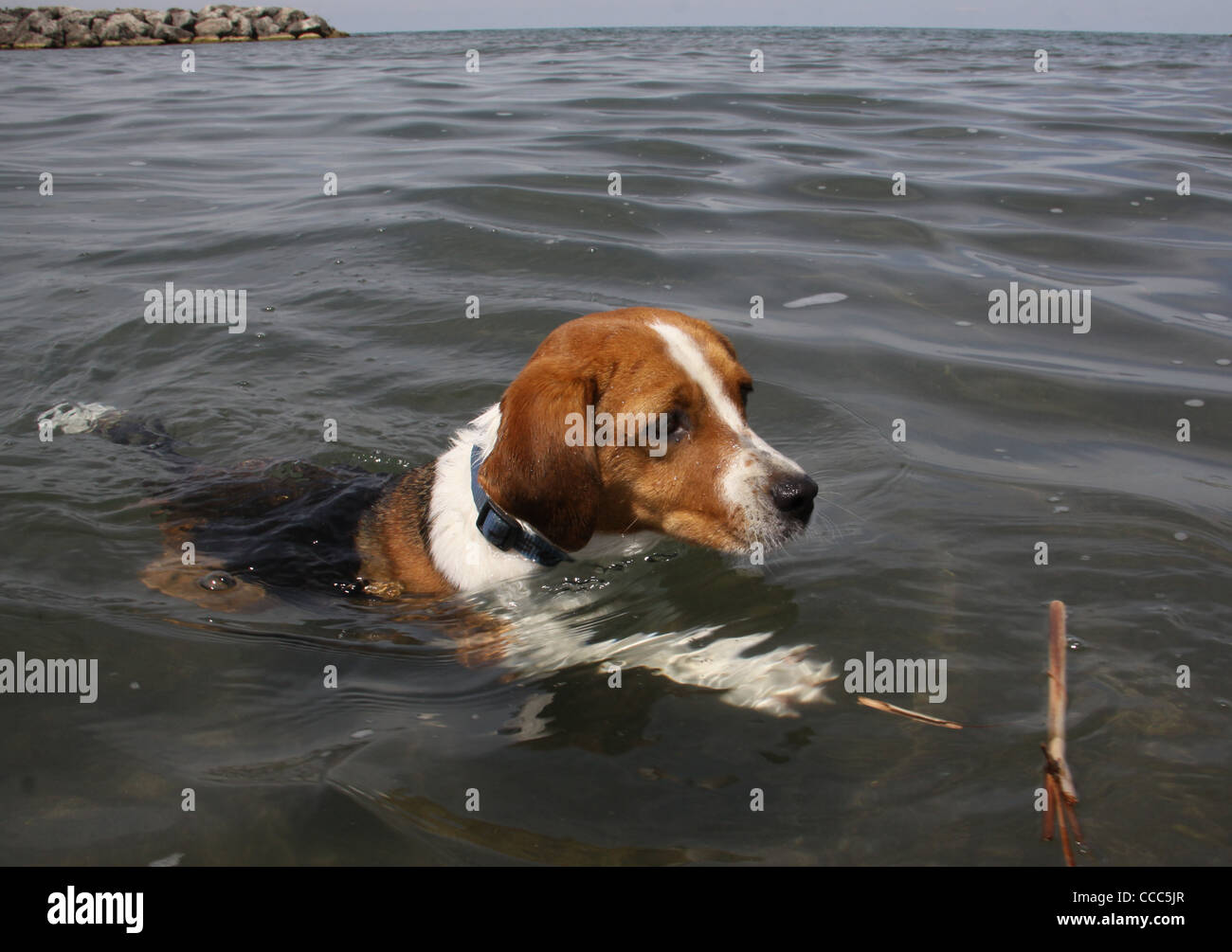 Beagle Hund schwimmen Presque Isle State Park Lake Erie Pennsylvania Stockfoto