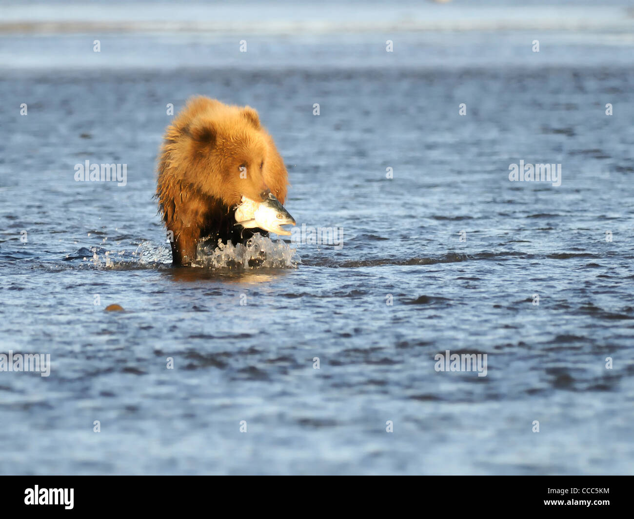 Braunbär (Ursus Arctos) trabt ein Jungtier aus mit seinem Preis Stockfoto