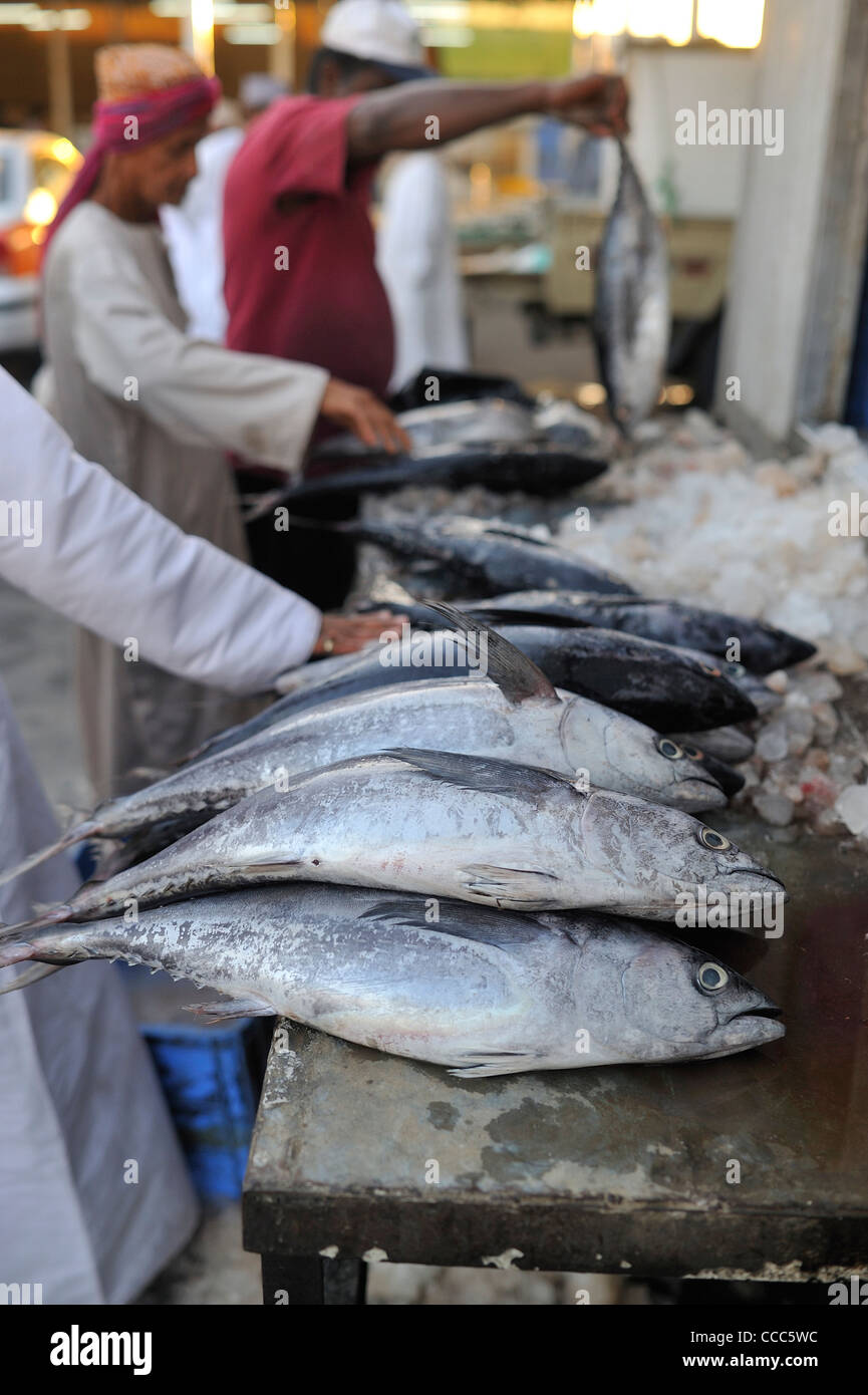 Kleine Thunfische und große Eisvögel sind in der Regel den Fang des Tages auf dem rauhen und farbenfrohen Fischmarkt in Muttrah; Muscat. Stockfoto
