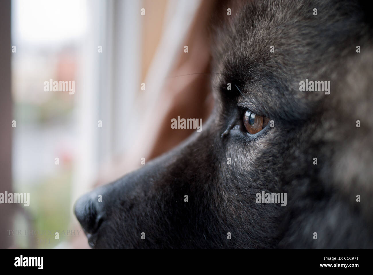 Eurasier Hund schaut aus dem Fenster Stockfoto
