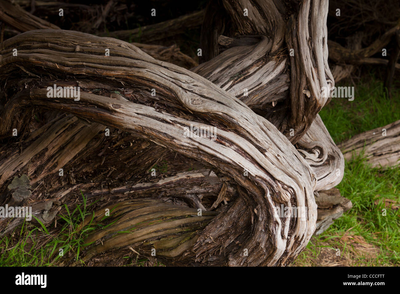 Knorrige Coastal Tee Baum Gliedmaßen (Leptospermum Laevigatum) in Kalifornien, USA Stockfoto