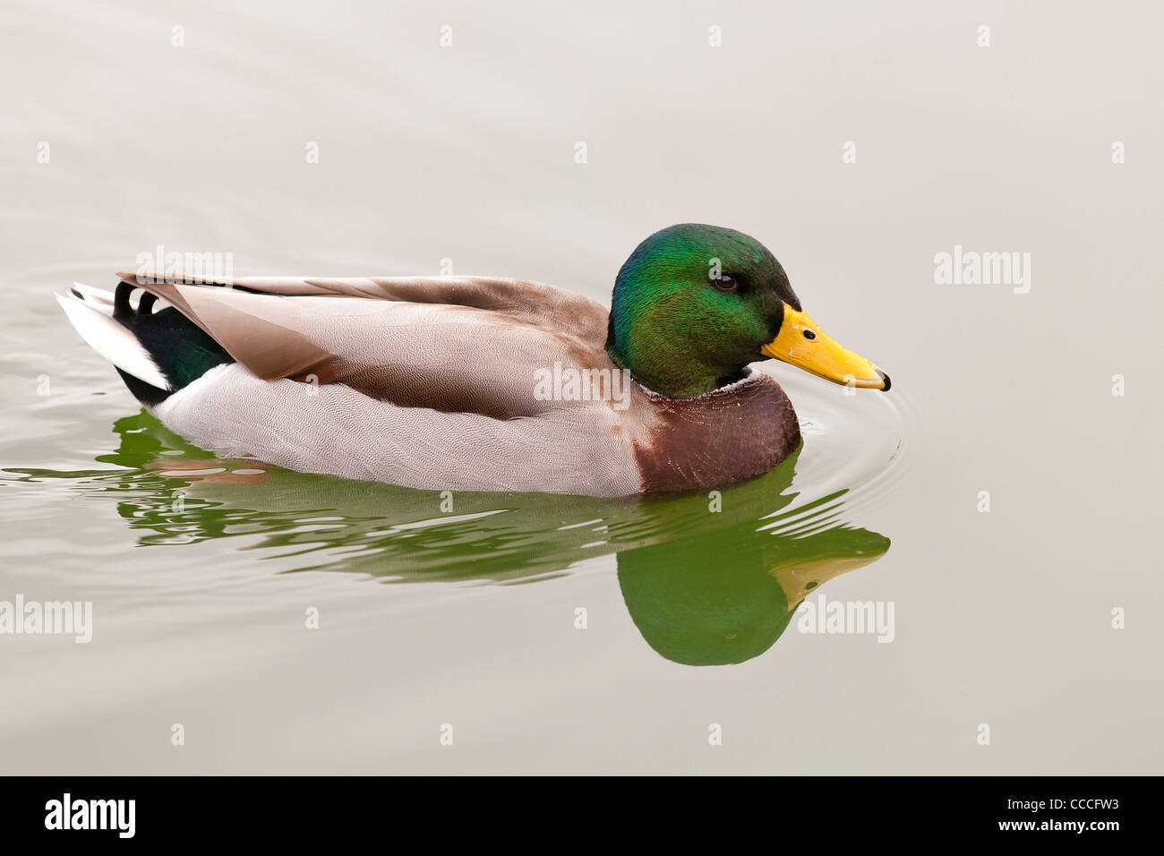 Männliche Stockente auf dem Wasser Stockfoto