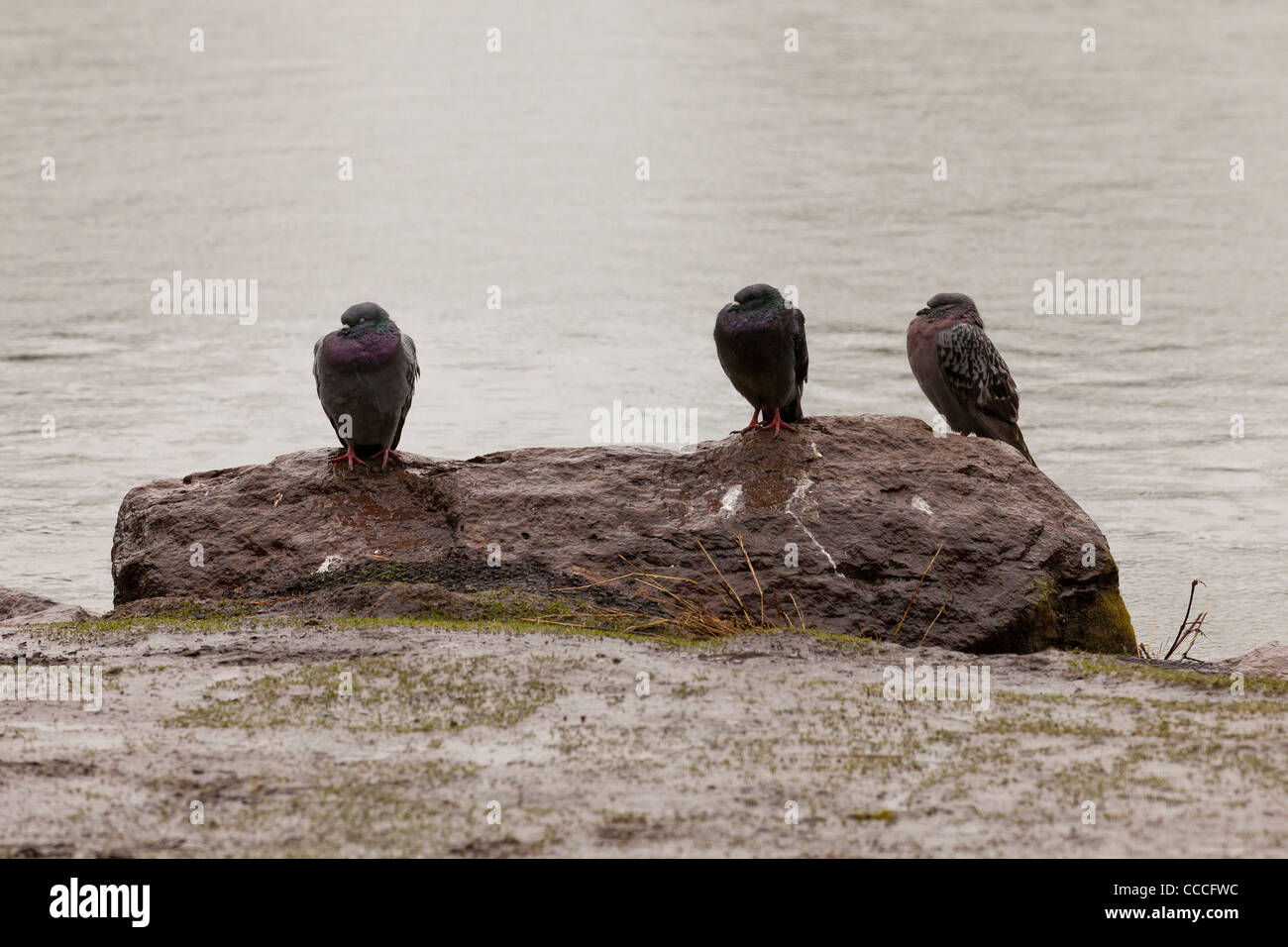 Tauben sitzen auf Felsen im Regen Stockfoto
