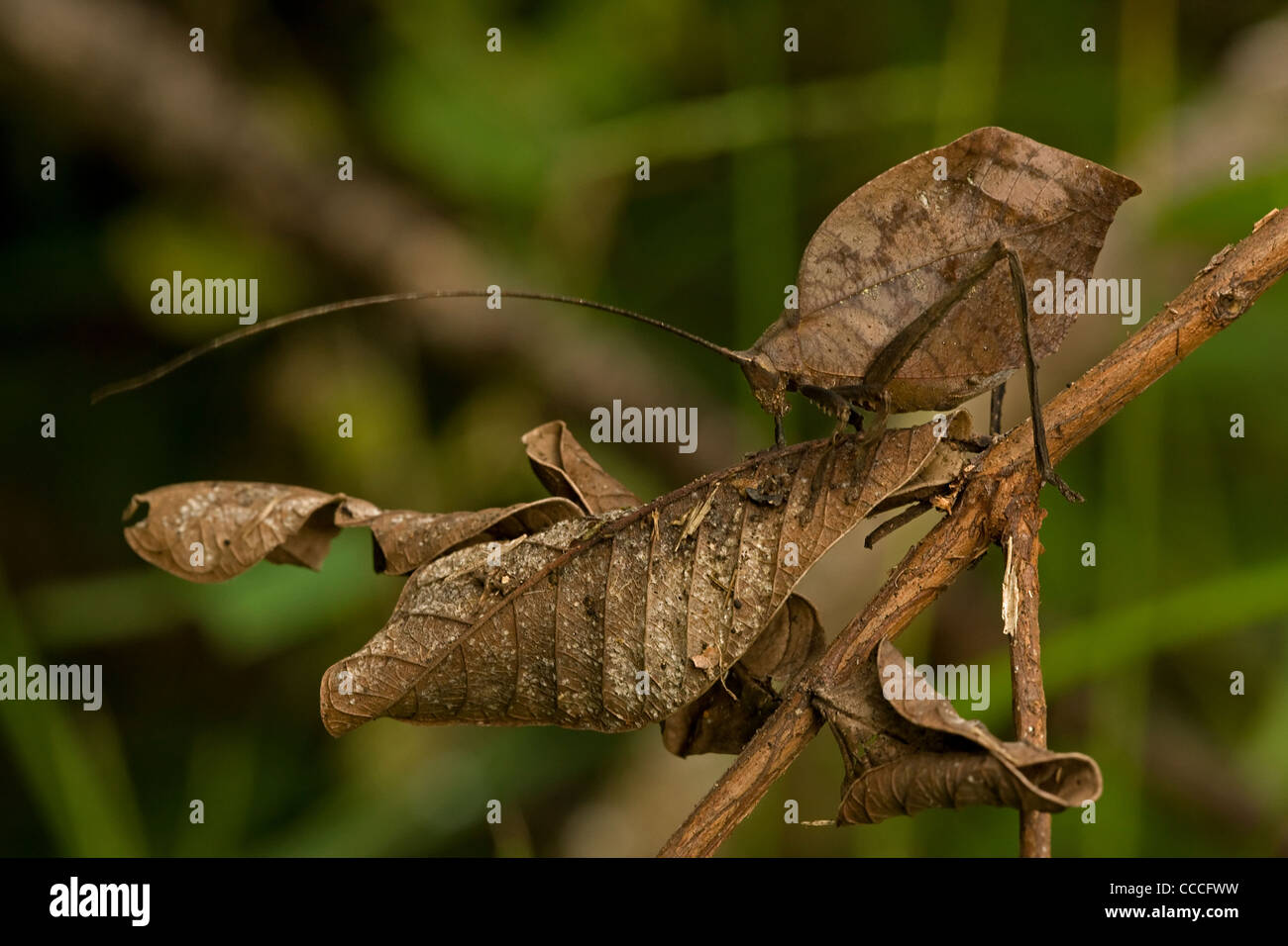 Leaf mimischen Grashuepfer - Costa Rica - getarnt Blatt für die Verteidigung gegen Raubtiere aussehen Stockfoto