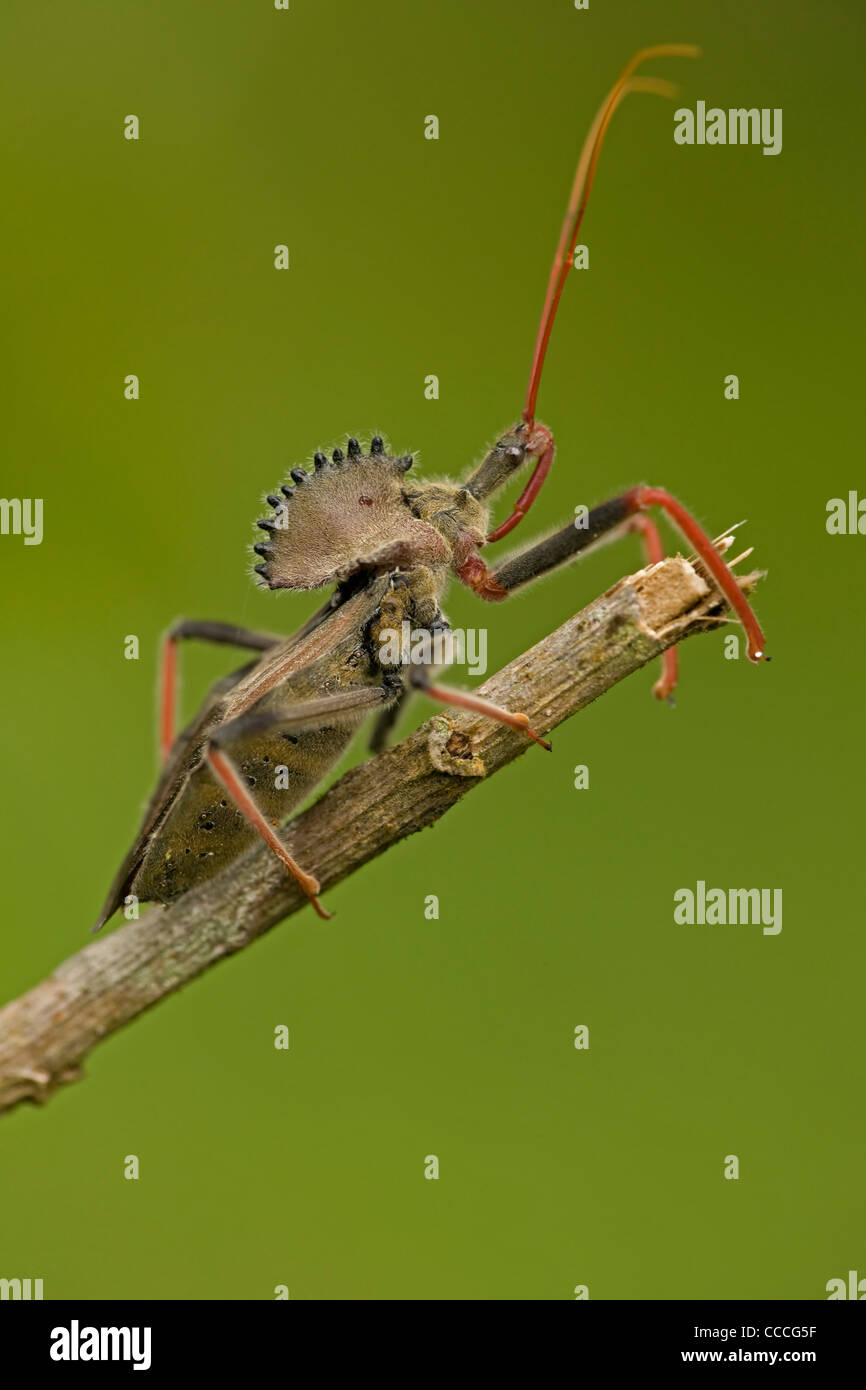 Rad-Bug (Arilus spp.), Costa Rica, Familie Reduviidae Stockfoto