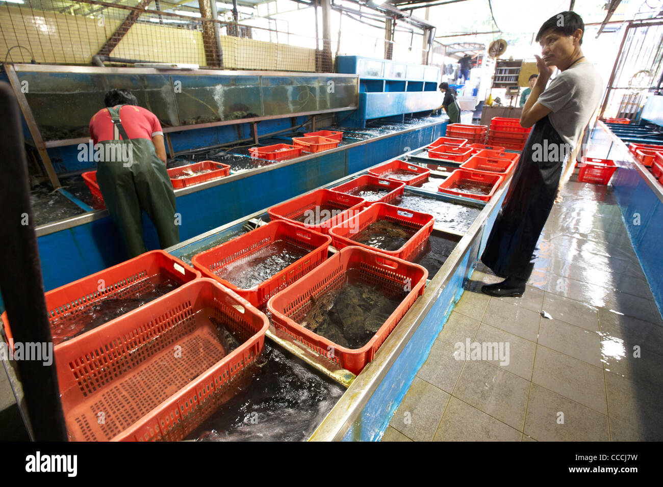 Mitarbeiter sortieren durch große Meerwasser-Tanks mit lebenden Fischen in Aberdeen Großhandel Fisch und Meeresfrüchte-Markt Hongkong Sonderverwaltungsregion Hongkong China asi Stockfoto