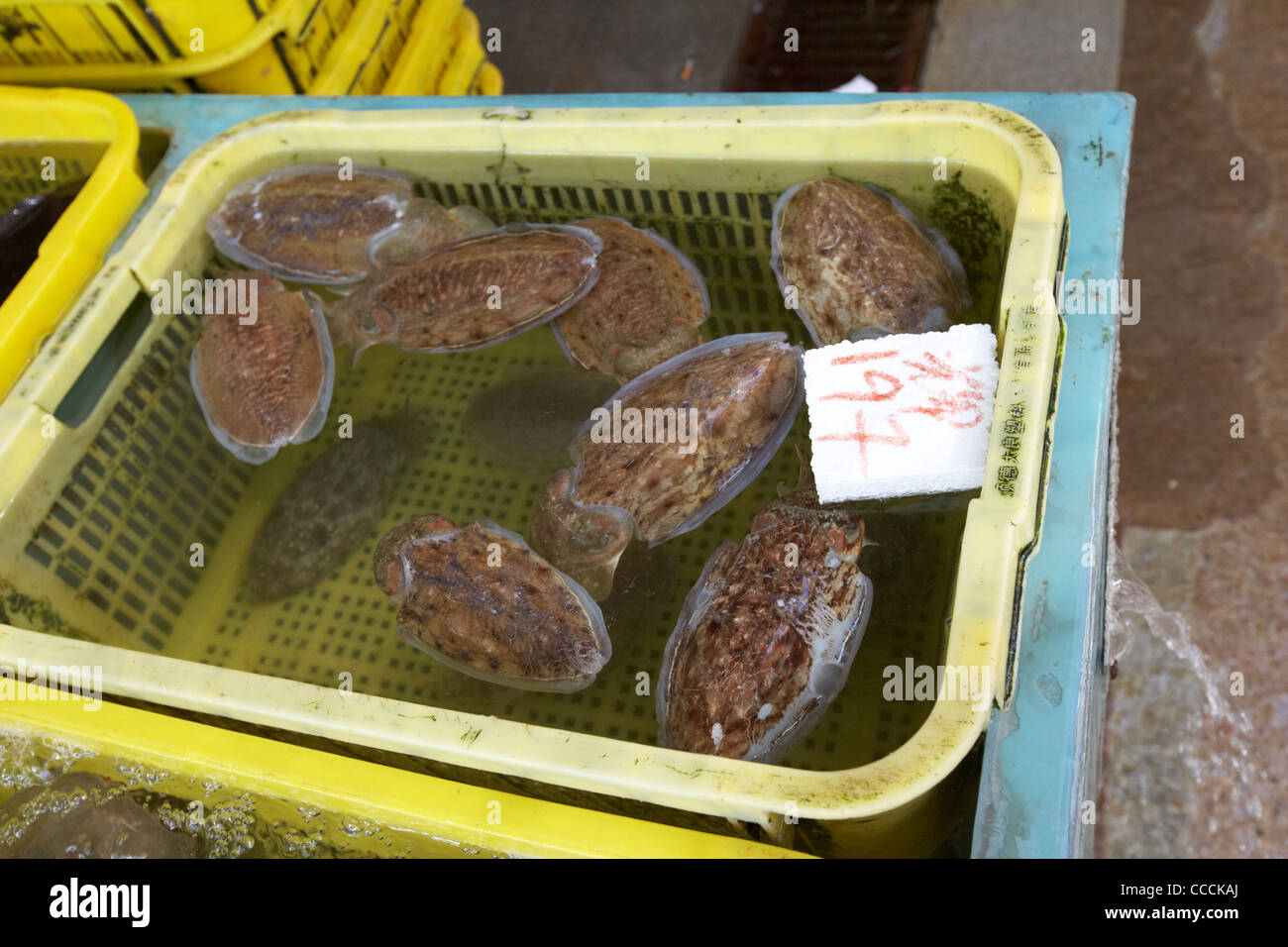 Korb mit frischen Tintenfisch mit schwimmenden Marker in Aberdeen Verkäufer verkauft Großhandel Fisch und Meeresfrüchte-Markt Hongkong Sonderverwaltungsregion Hongkong China Stockfoto