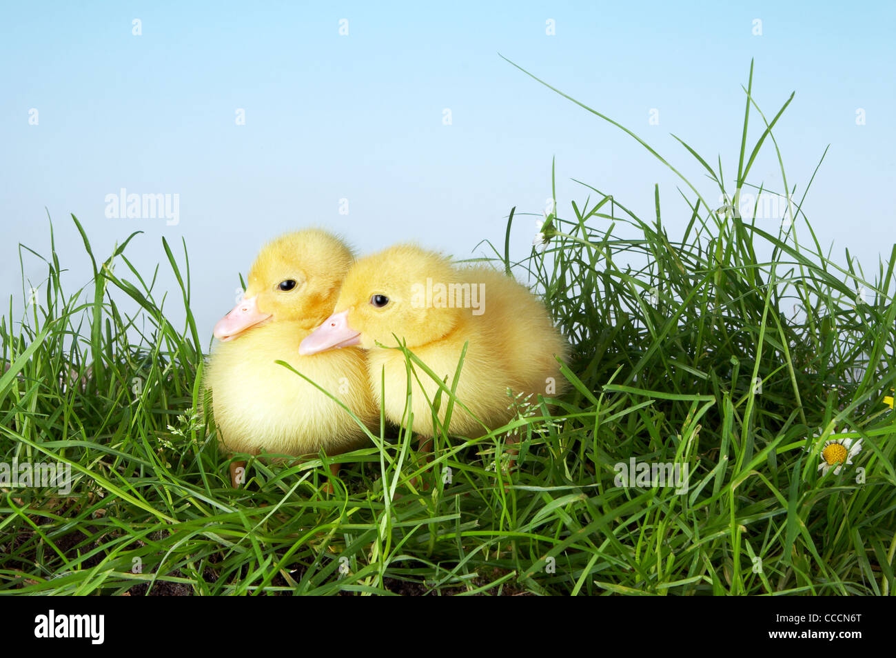 Zwei gelbe Ostern Entenküken im Gespräch mit einander im Garten Stockfoto