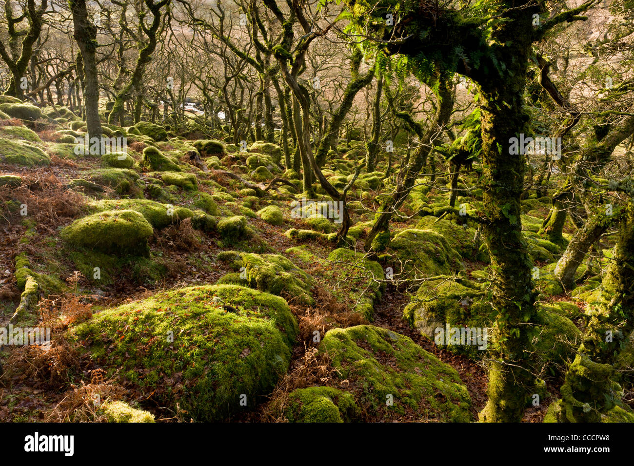 Schwarze Tor Wäldchen, oder schwarz-a-Tor Wäldchen NNR im Westen Okement River Valley, Dartmoor. Stockfoto