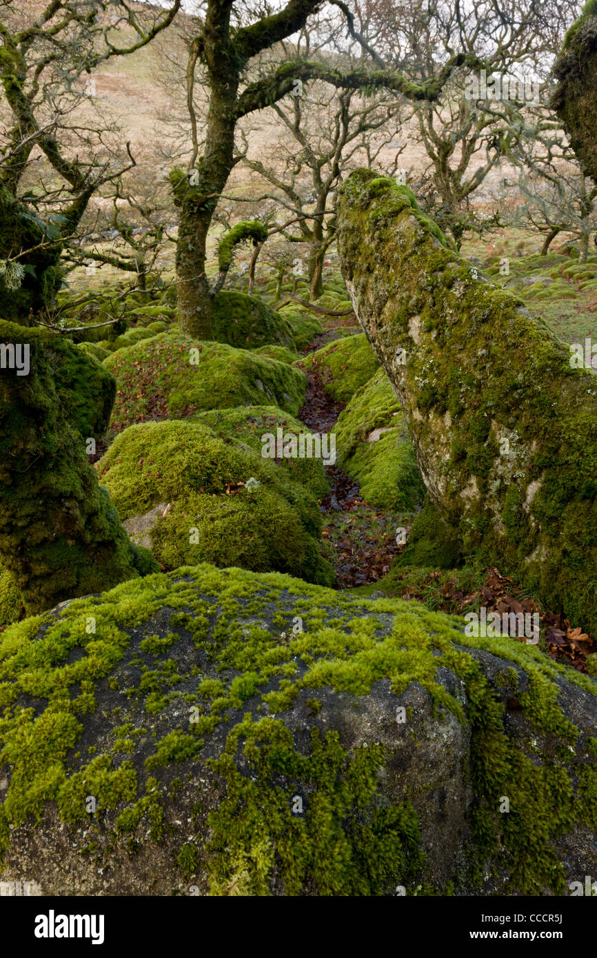 Schwarze Tor Wäldchen, oder schwarz-a-Tor Wäldchen NNR im Westen Okement River Valley, Dartmoor. Stockfoto