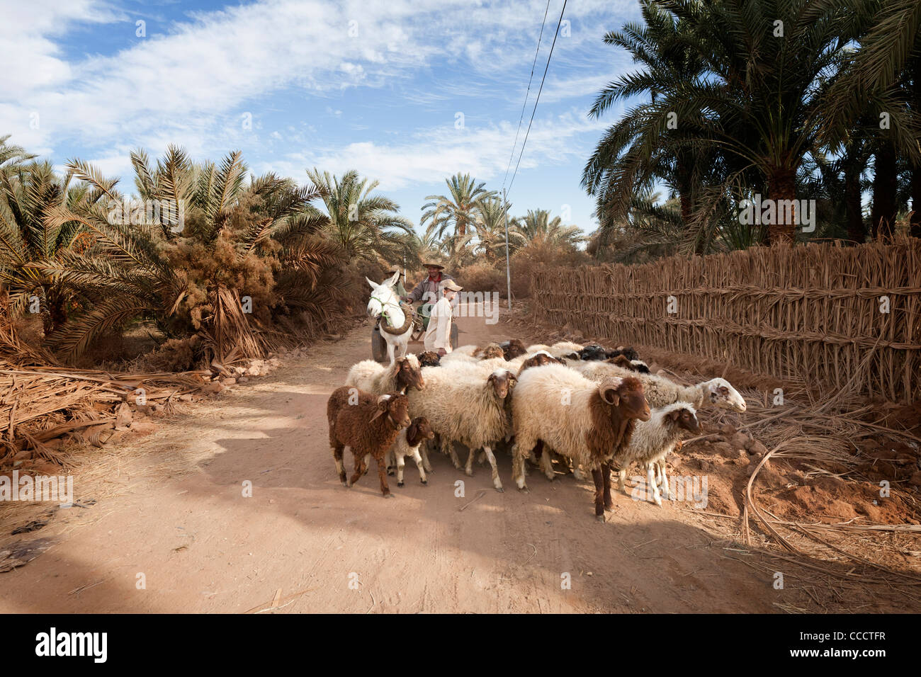 Mann auf Wagen, gezogen von Esel mit seiner Herde von Schafen und Ziegen in der Oase Dakhla, westliche Wüste Ägypten Stockfoto