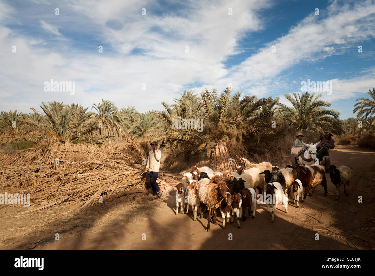 Mann auf Wagen, gezogen von Esel mit seiner Herde von Schafen und Ziegen in der Oase Dakhla, westliche Wüste Ägypten Stockfoto
