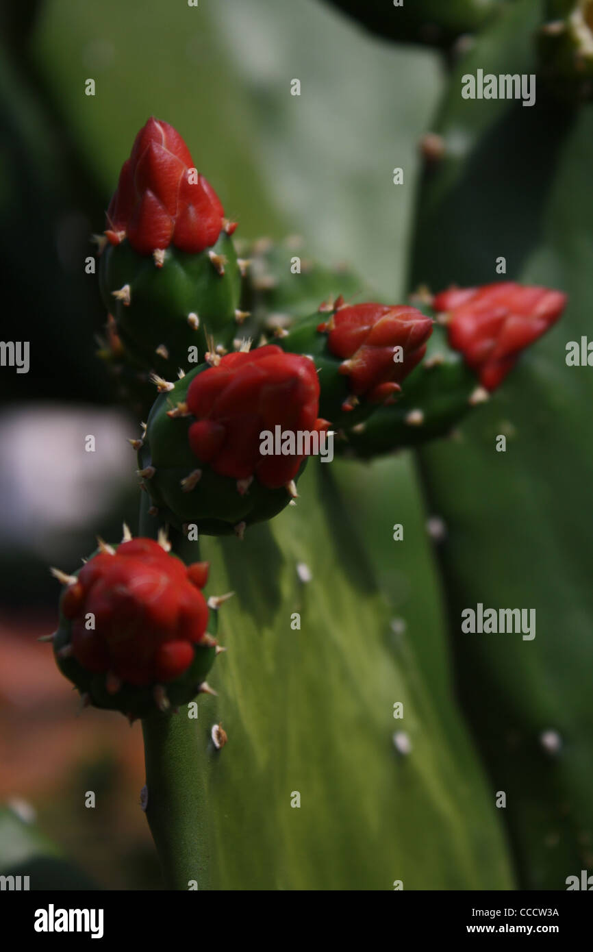 Kaktus mit knospen -Fotos und -Bildmaterial in hoher Auflsung  Alamy