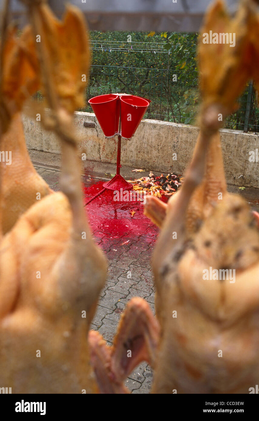 Ihre Federn beraubt, erwarten gerupften Enten die nächste Stufe während einer Familie Gänseleber Geschäft im französischen Elsass Stockfoto