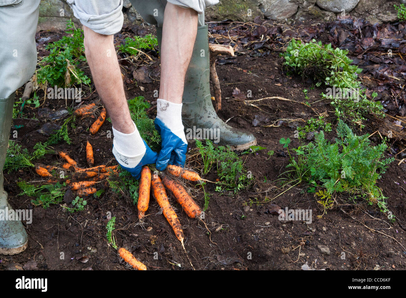 Kollektion Karotten, Schritt 2, nehmen Sie die Blätter und aus dem Boden zu extrahieren Stockfoto