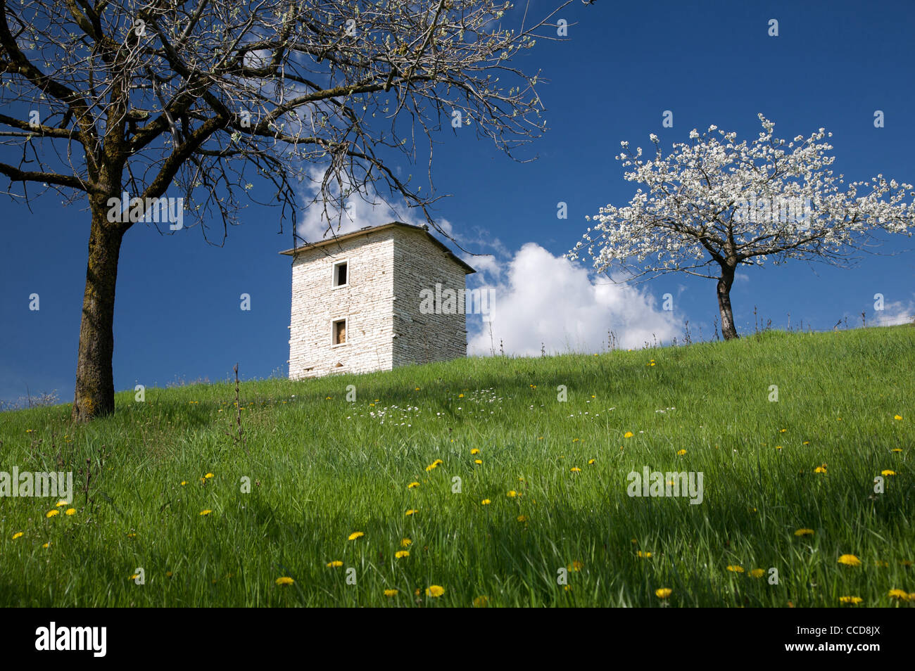 Fioritura di Ciliegio in Lessinia, Monti Lessini, Veneto Stockfoto