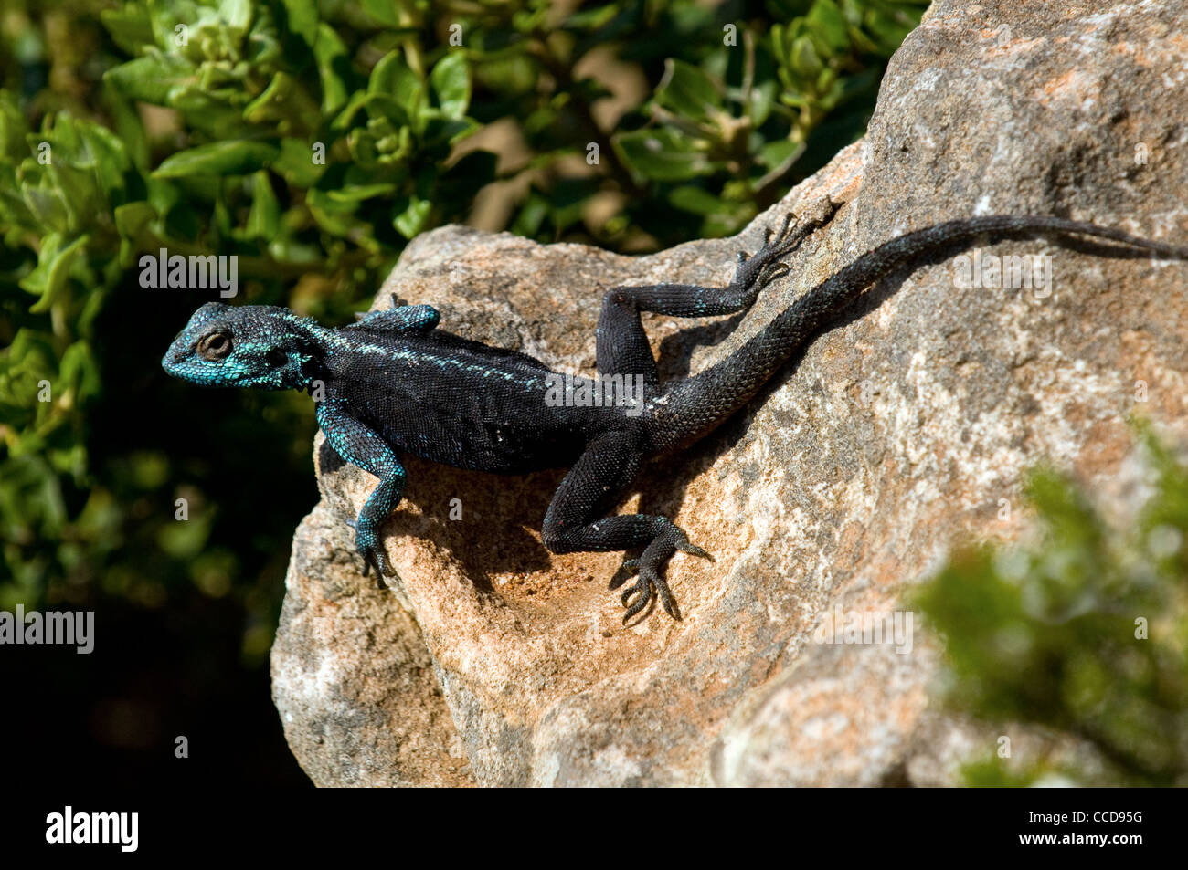 zum Sonnenbaden männlichen southern-Rock Agama Agama Atra Atra, Kap der guten Hoffnung, Südafrika Stockfoto