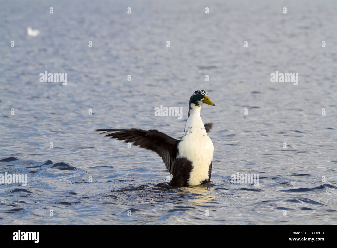 Ente mit den Flügeln im Wasser Stockfoto