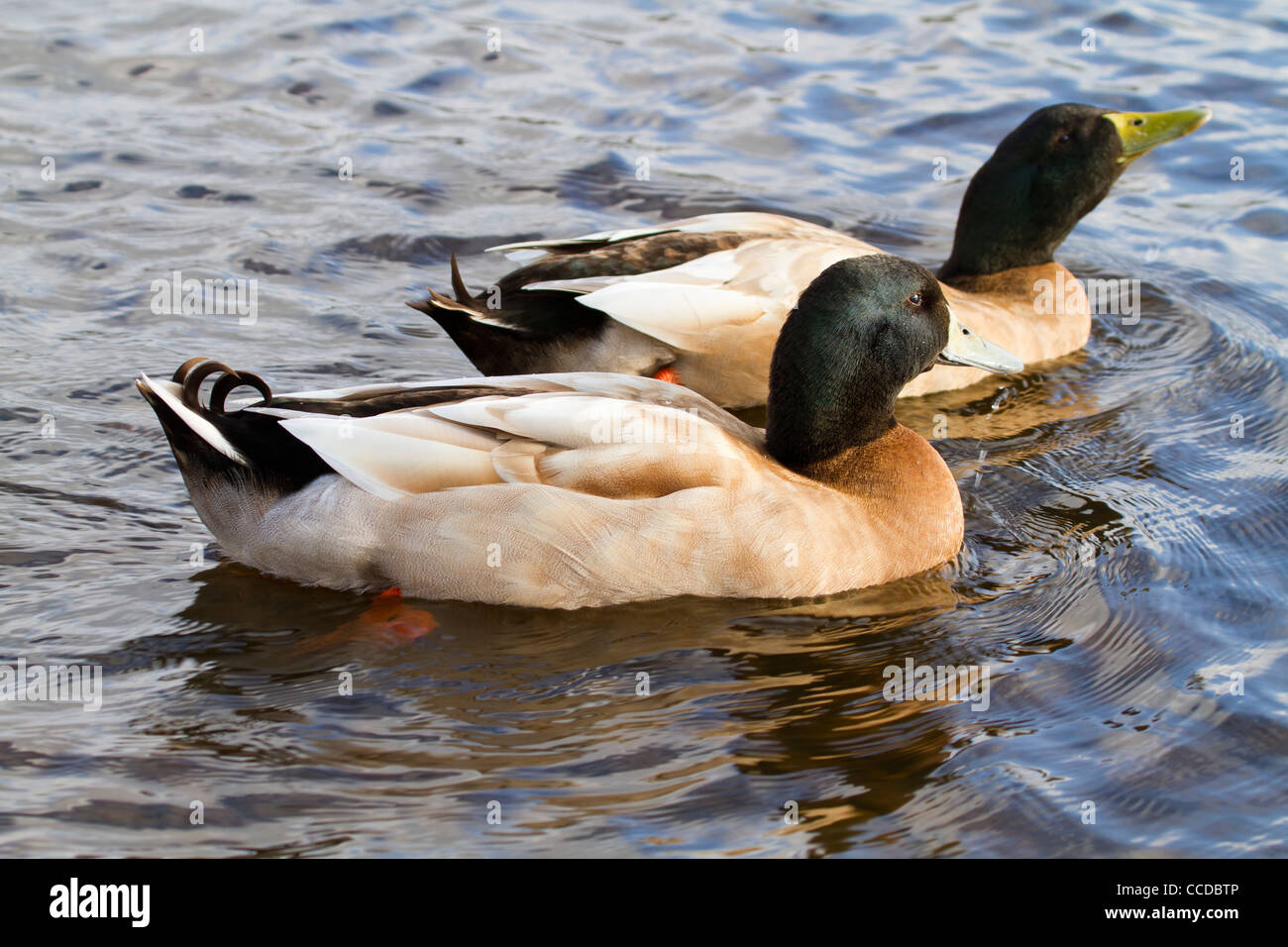 Enten, genießen einen schönen Tag am See Stockfoto