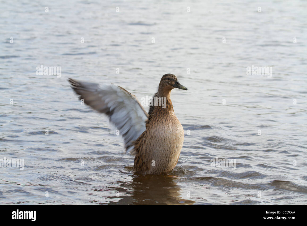 Ente mit den Flügeln im Wasser Stockfoto