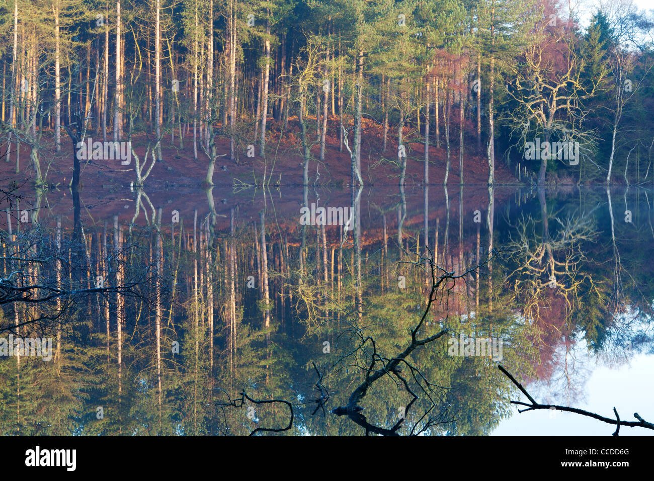 Horizontale Foto eines Sees im Delemere Wald, Cheshire Stockfoto