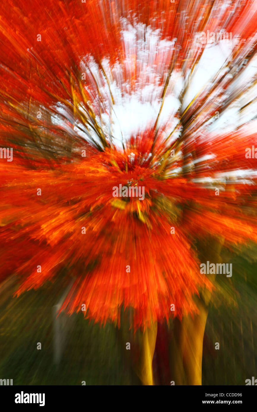 Ein rote Acer Palmateum Baum im Herbst mit Bewegung vergrößern Stockfoto