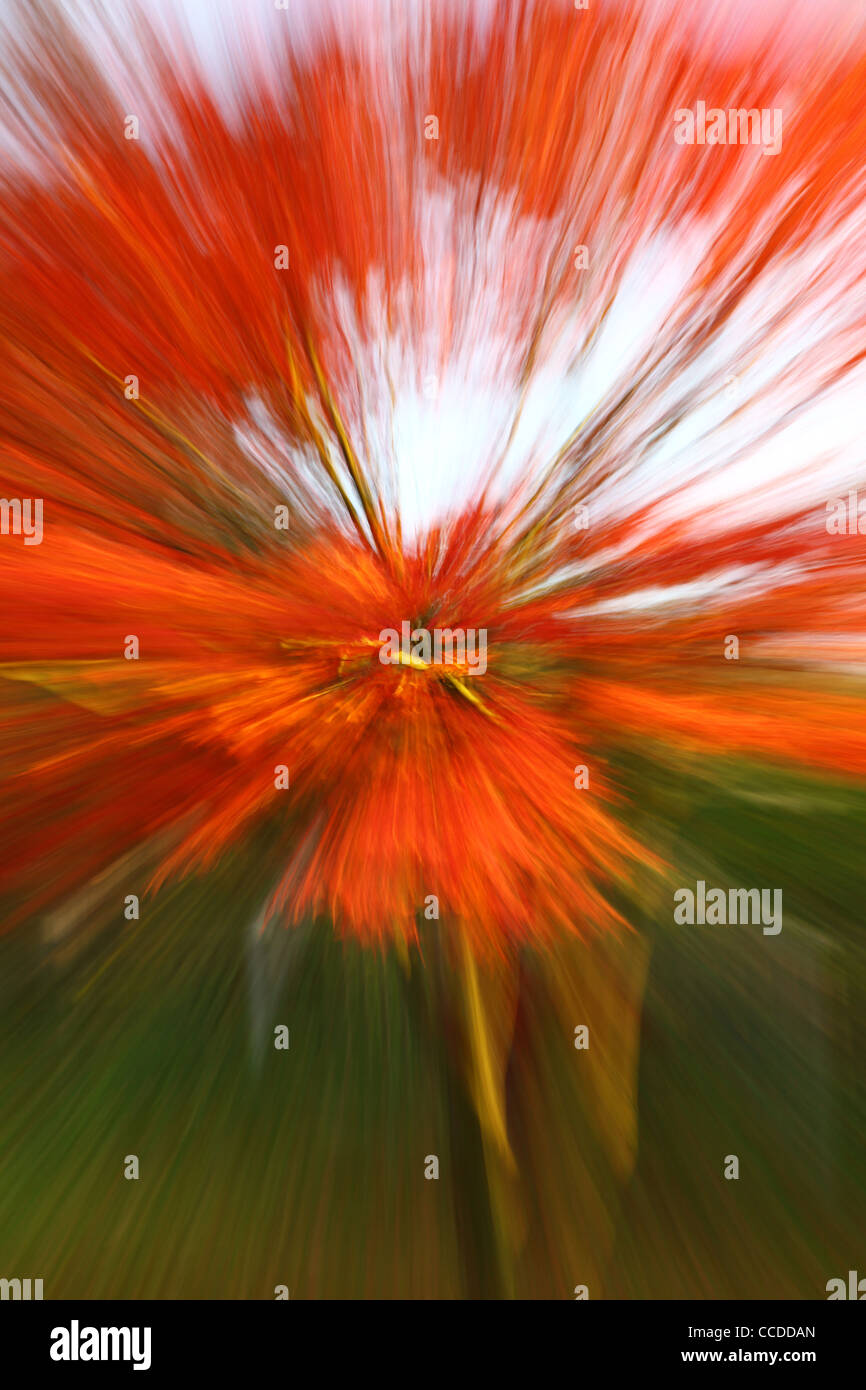 Ein rote Acer Palmateum Baum im Herbst mit Bewegung vergrößern Stockfoto