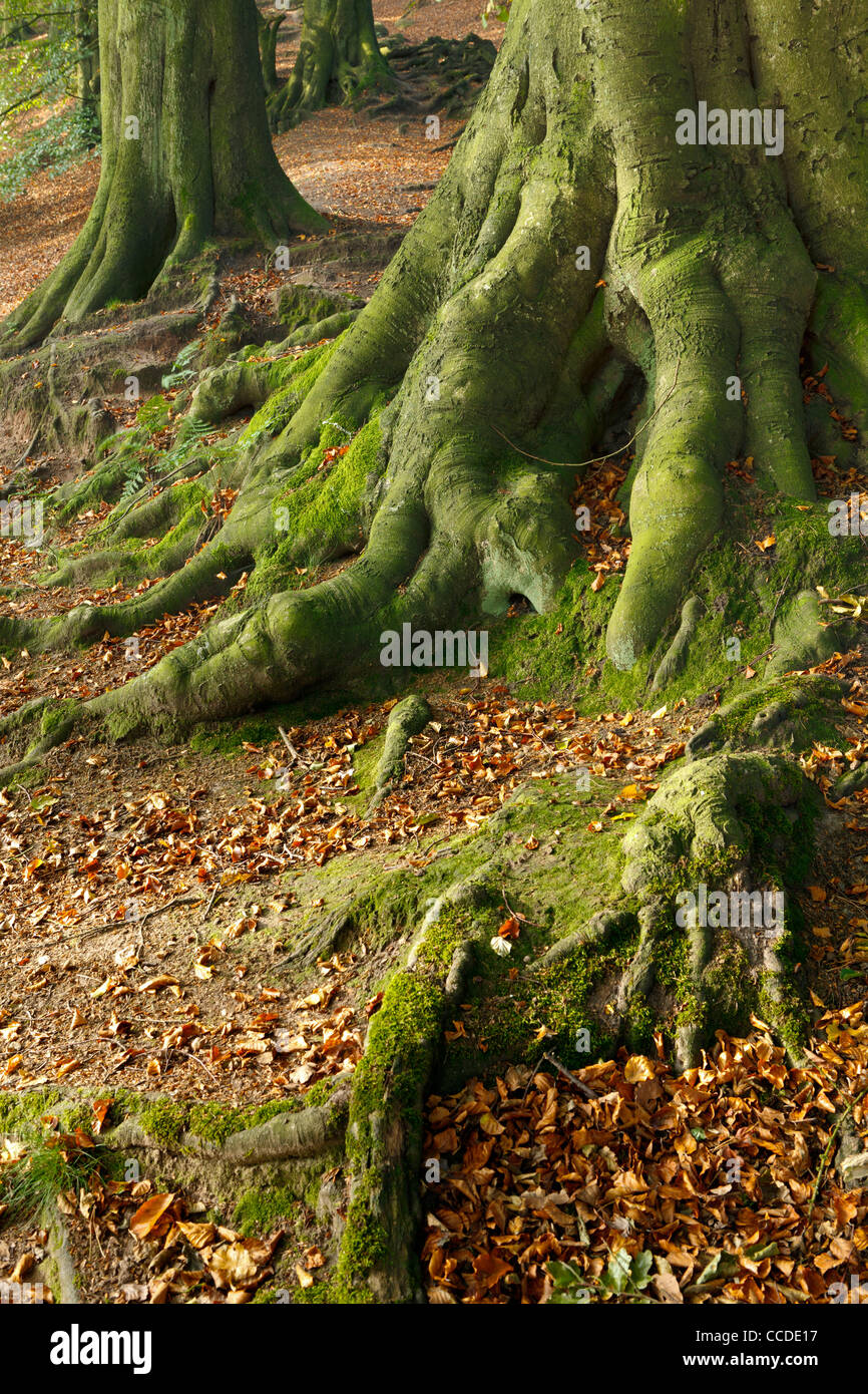 Buche Wurzeln Alderley Edge, Cheshire Stockfoto