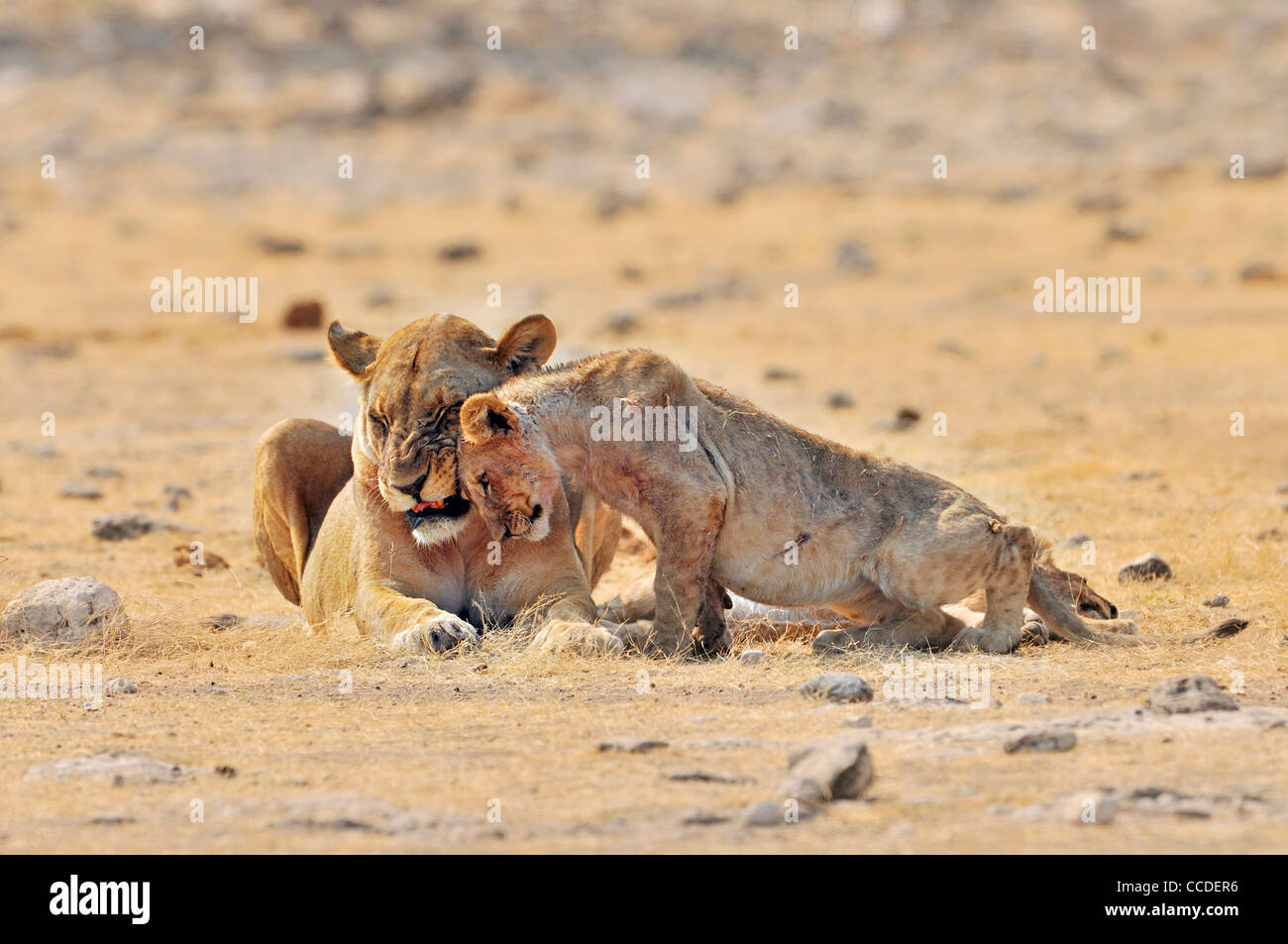 Afrikanische Löwin (Panthera Leo) mit Cub reiben Köpfe, Etosha Nationalpark, Namibia Stockfoto