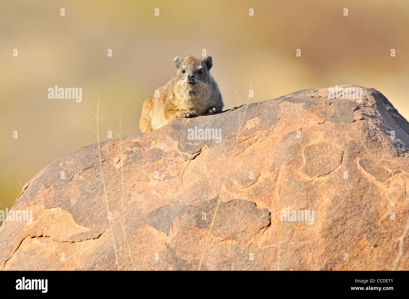 Rock Hyrax / Cape Hyrax (Procavia Capensis) auf Felsen, Namibia Stockfoto
