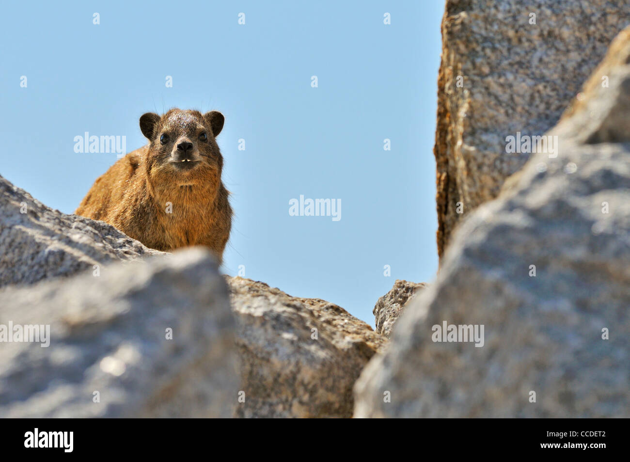 Rock Hyrax / Cape Hyrax (Procavia Capensis) auf Felsen zeigt Zähne, Namibia Stockfoto